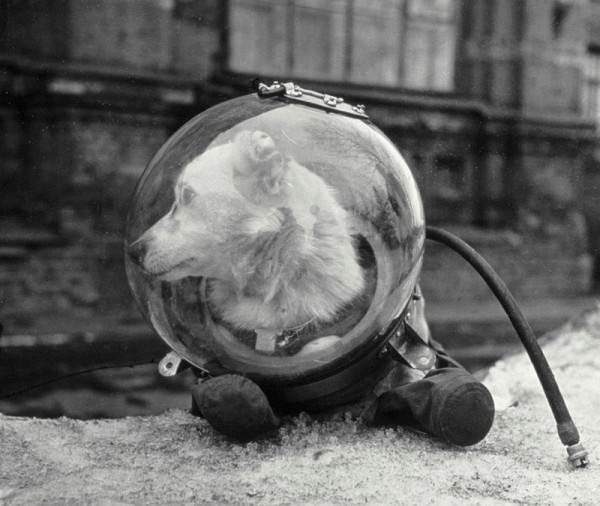 Staged photo of Belka in a space suit.